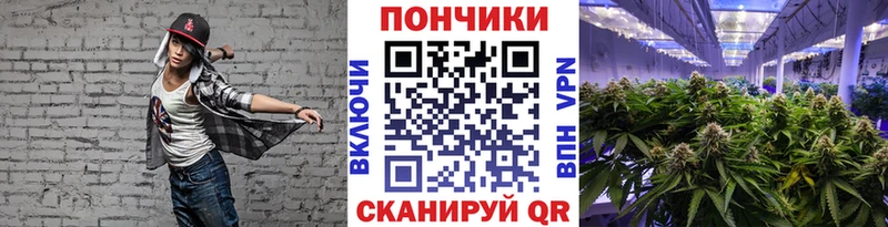 Канабис гибрид  Волхов 